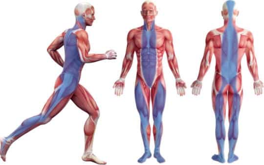 金町でオススメの整体院をお探しなら「やぎはし整体院」へ!