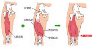 【葛飾区金町のやぎはし整体院】変形性膝関節症と内側広筋の関係