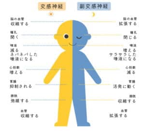 【葛飾区金町のやぎはし整体院】自律神経を調整して、腰部を整える