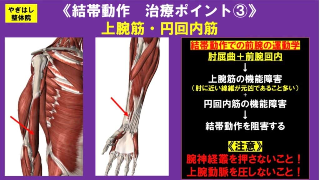 肩の痛みと前腕筋の治療