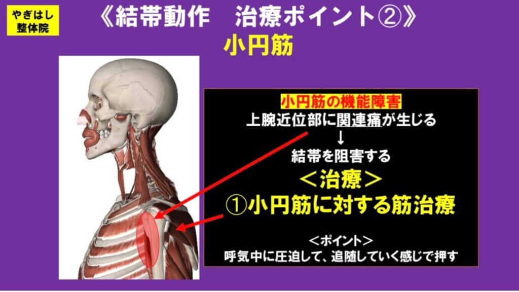肩の痛みに関与する小円筋