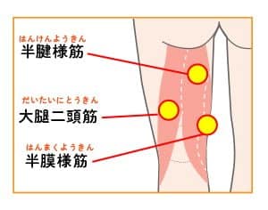 【葛飾区金町のやぎはし整体院】ハムストリングスの調整で腰部を整える