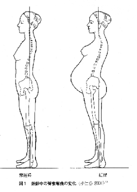 妊婦と非妊婦の違い