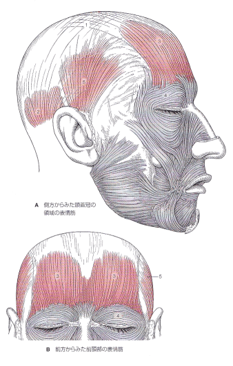 顔の筋肉