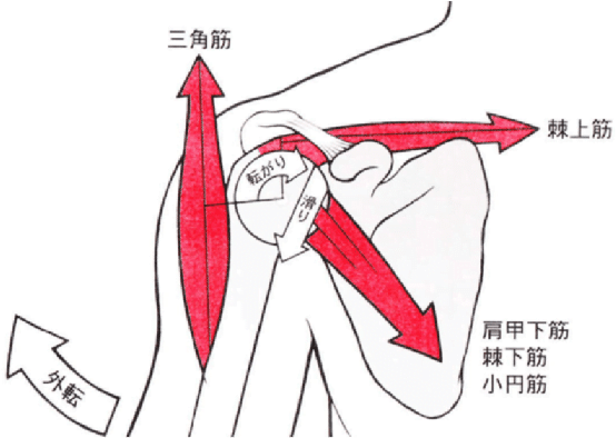 インナーマッスルとアウターマッスル