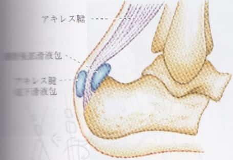 アキレス腱