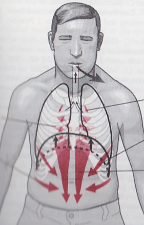 呼吸時の胸郭の動き