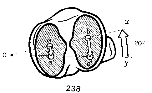 上から見た膝の関節面の動き