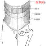 【葛飾区金町のやぎはし整体院】腰の整体は、インナーマッスルが重要！