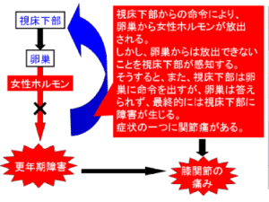【葛飾区金町のやぎはし整体院】ひざの更年期障害の関係