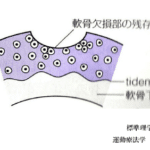 【葛飾区金町のやぎはし整体院】ひざの軟骨は再生する！！