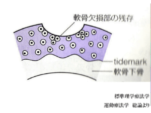 【葛飾区金町のやぎはし整体院】ひざの軟骨は再生する！！