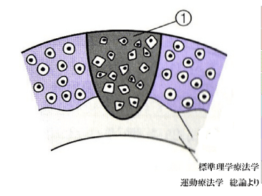 【葛飾区金町のやぎはし整体院】ひざの軟骨は再生する！！