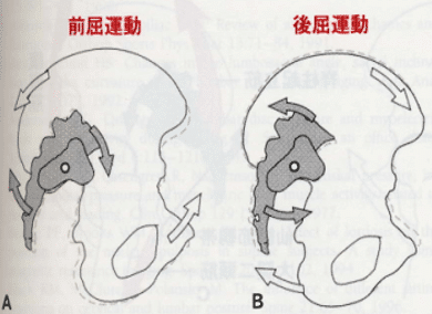 前屈運動と後屈運動