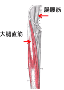 【葛飾区金町のやぎはし整体院】股関節と大腰筋の関係