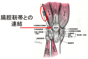 【葛飾区金町のやぎはし整体院】変形性膝関節症と腸脛靭帯-外側広筋の癒着