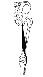 ハムストリングス