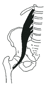 【葛飾区金町のやぎはし整体院】大腰筋の整体で腰部を整える