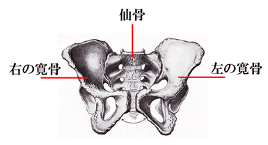 骨盤のイラスト
