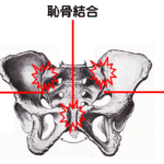 【葛飾区金町のやぎはし整体院】金町で産前・産後の「骨盤の歪み」専門の整体