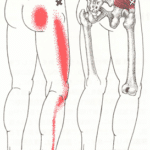 【葛飾区金町のやぎはし整体院】坐骨神経の整体は、筋肉をみる!