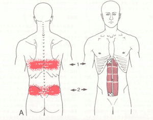 【葛飾区金町のやぎはし整体院】お腹の筋肉をほぐして、腰部を整える！