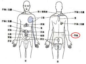 【葛飾区金町のやぎはし整体院】腎臓を調整して、腰部を整える！！