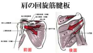 【葛飾区金町のやぎはし整体院】金町で「肩の腱板損傷」専門の整体
