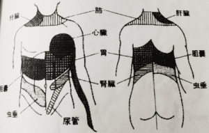 【葛飾区金町のやぎはし整体院】肩の痛みは内臓からかも？