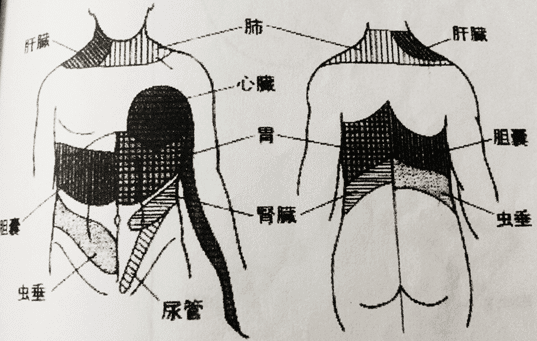 内臓の不具合による肩の痛み