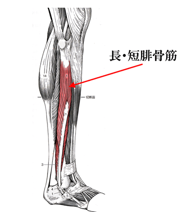 長・短腓骨筋