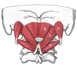 首と頭をつなぐ筋肉