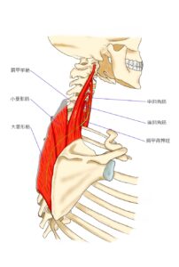 【葛飾区金町のやぎはし整体院】金町で『胸郭出口症候群』専門の整体