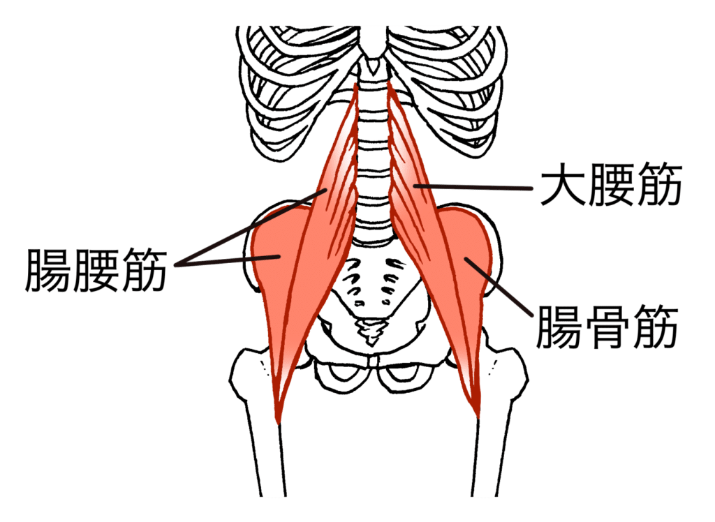 反り腰と腸腰筋