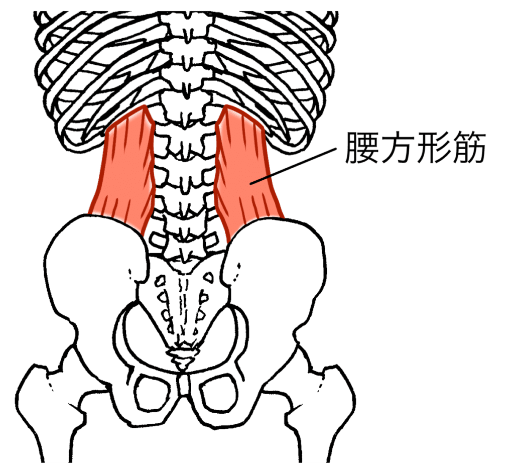 反り腰と腰方形筋