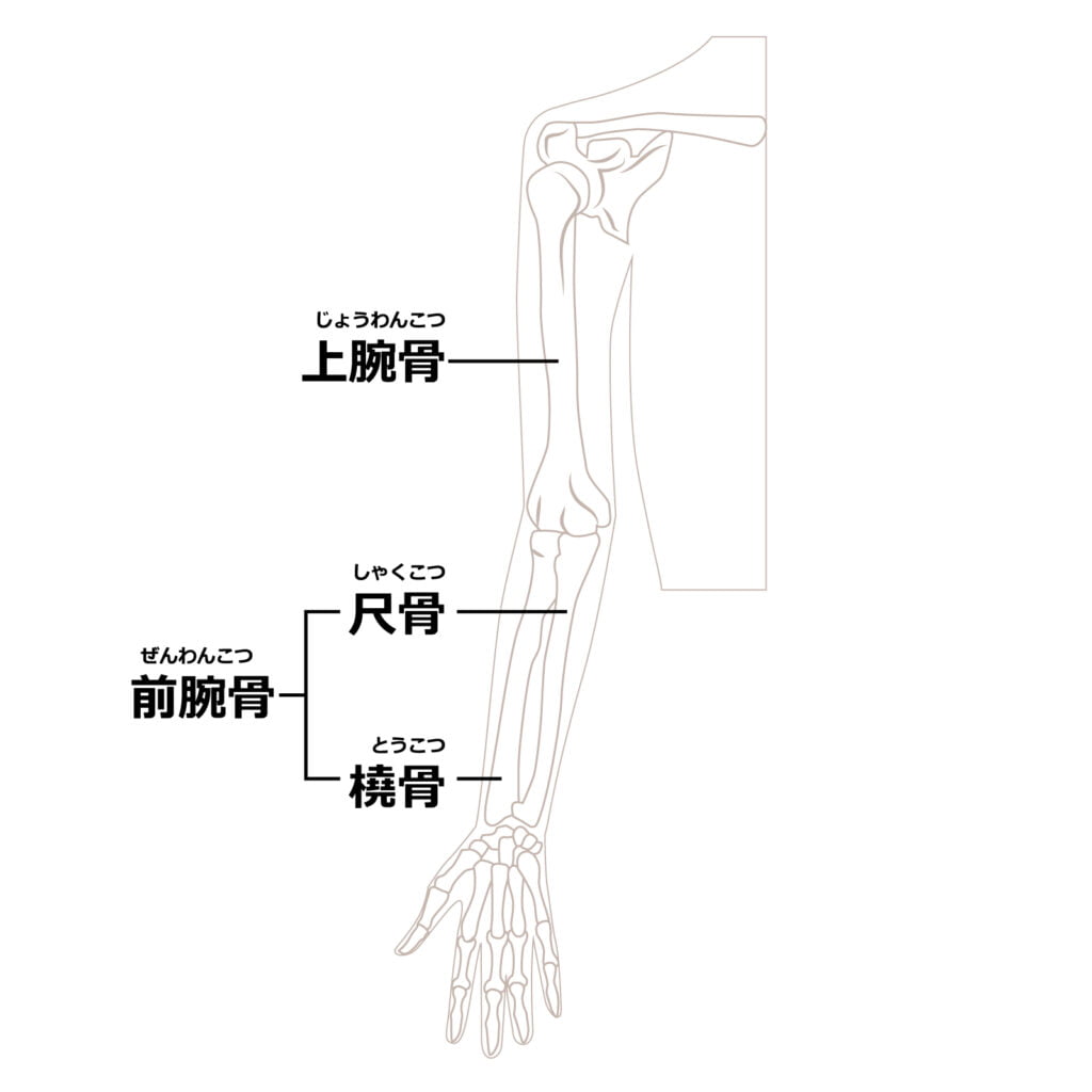 ゴルフ肘（上腕骨内側上顆炎）の前腕の骨の矯正