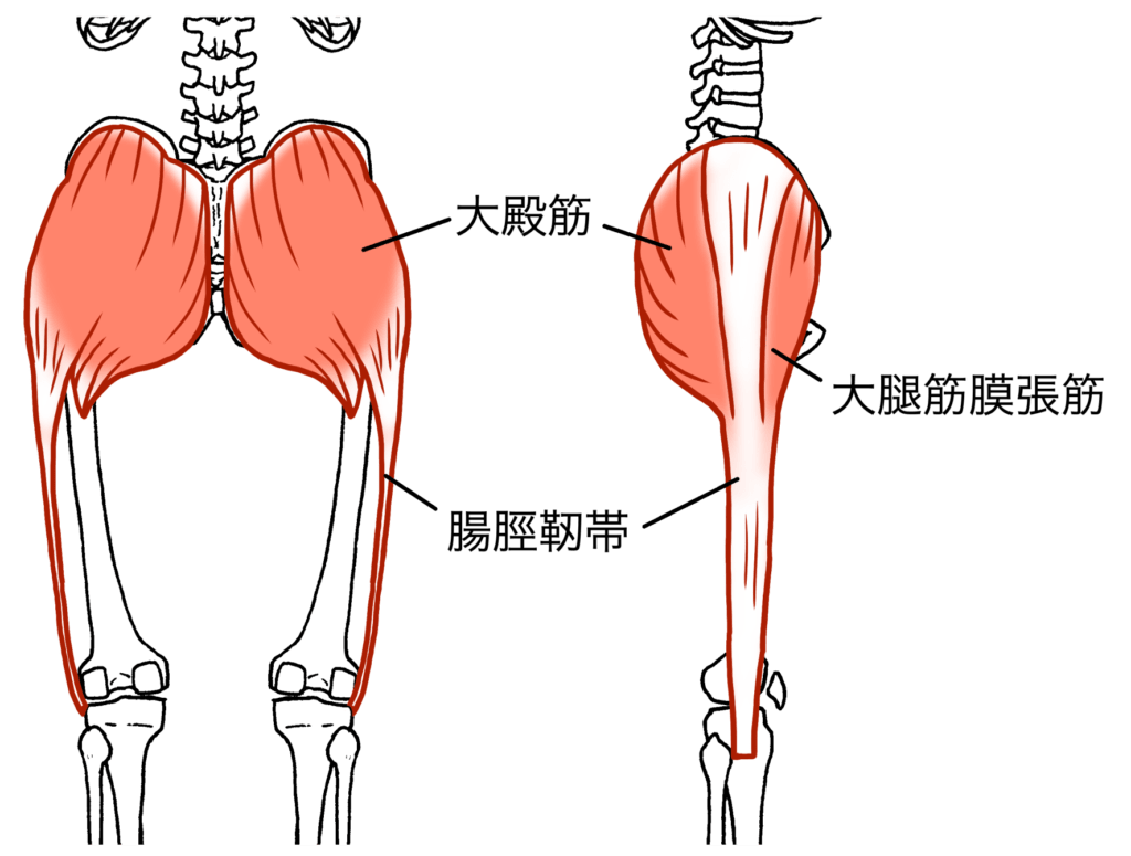 大腿筋膜張筋