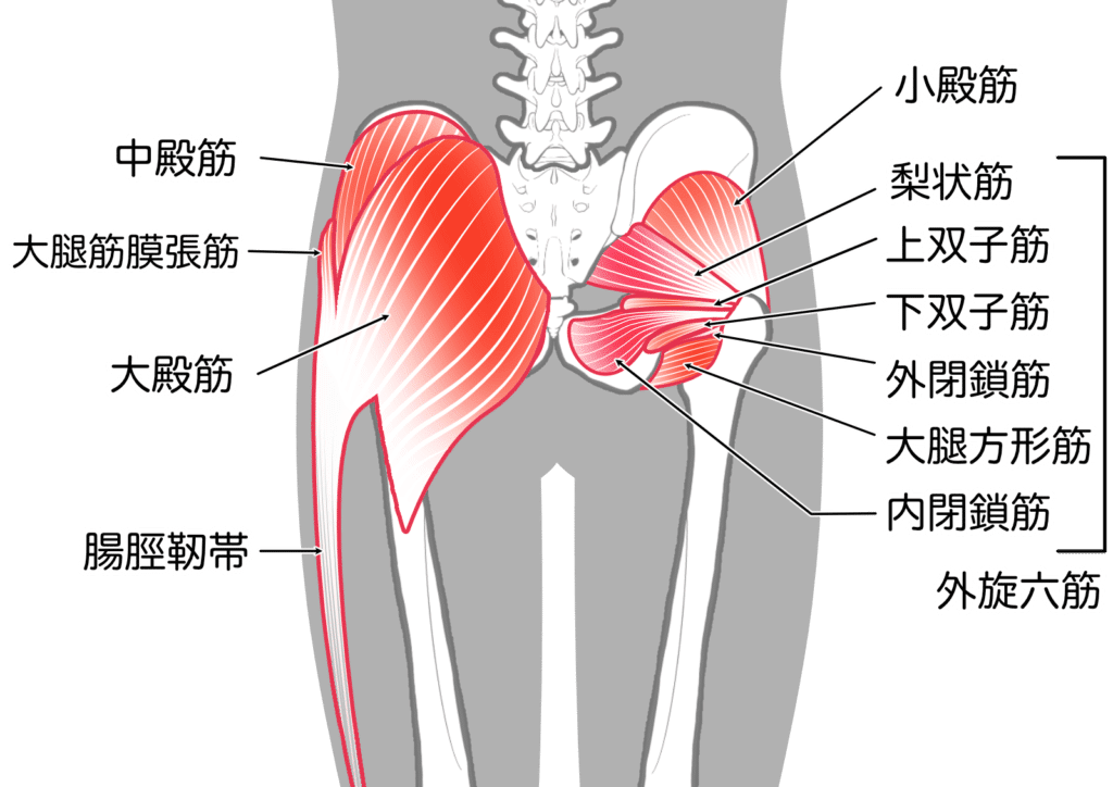 股関節大転子周辺の組織