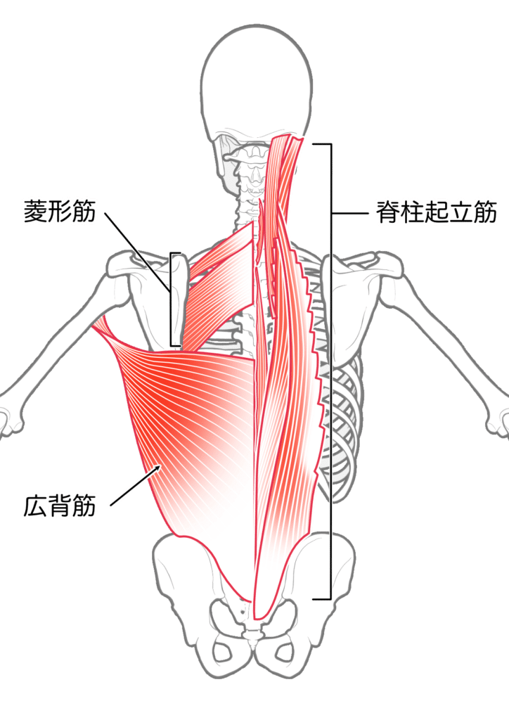 反り腰と広背筋