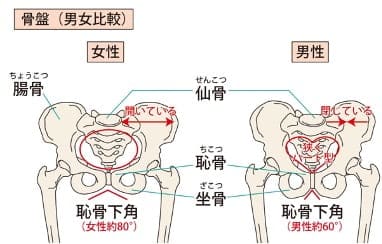 骨盤の男女比較