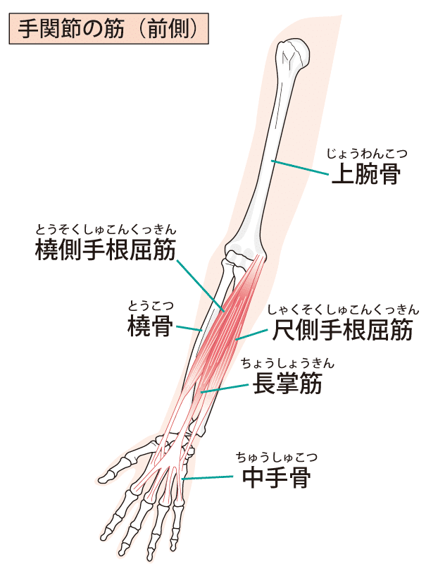 ゴルフ肘（上腕骨内側上顆炎）の原因となる前腕の筋肉1