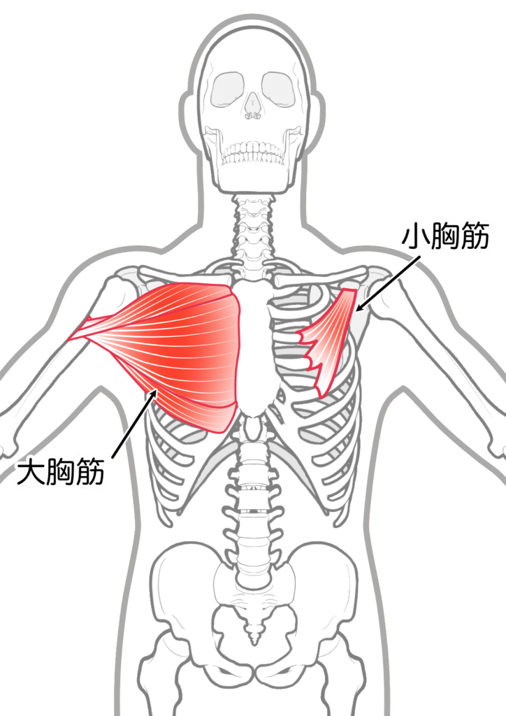 大胸筋と小胸筋の痛み