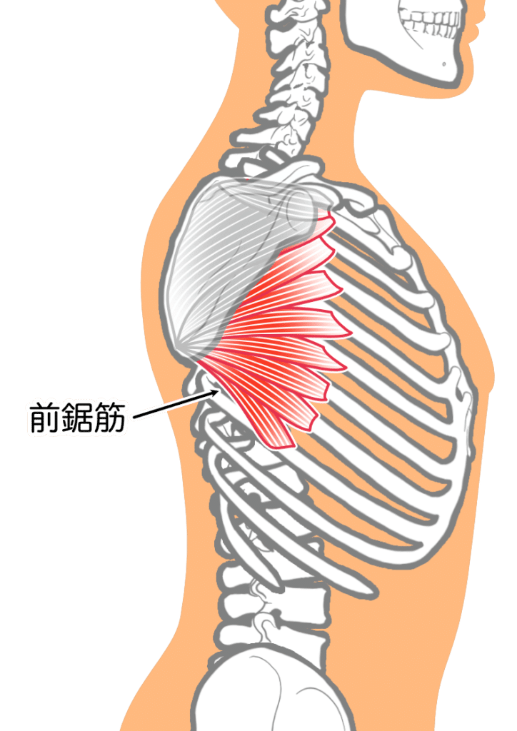 前鋸筋