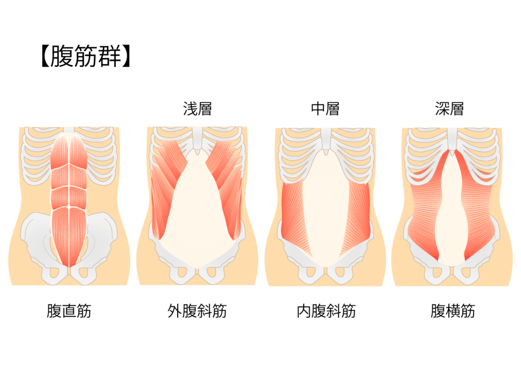 腹筋の弱さとストレートネック