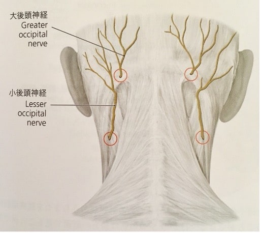 大後頭神経の写真