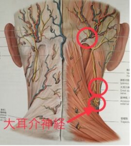 【葛飾区金町のやぎはし整体院】薬やマッサージで治らない頭痛は『後頭神経痛』から生じる頭痛が原因かもしれません。