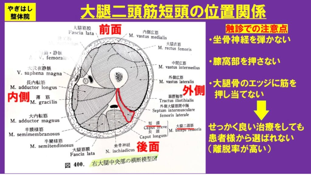 膝の痛み：大腿二頭筋２