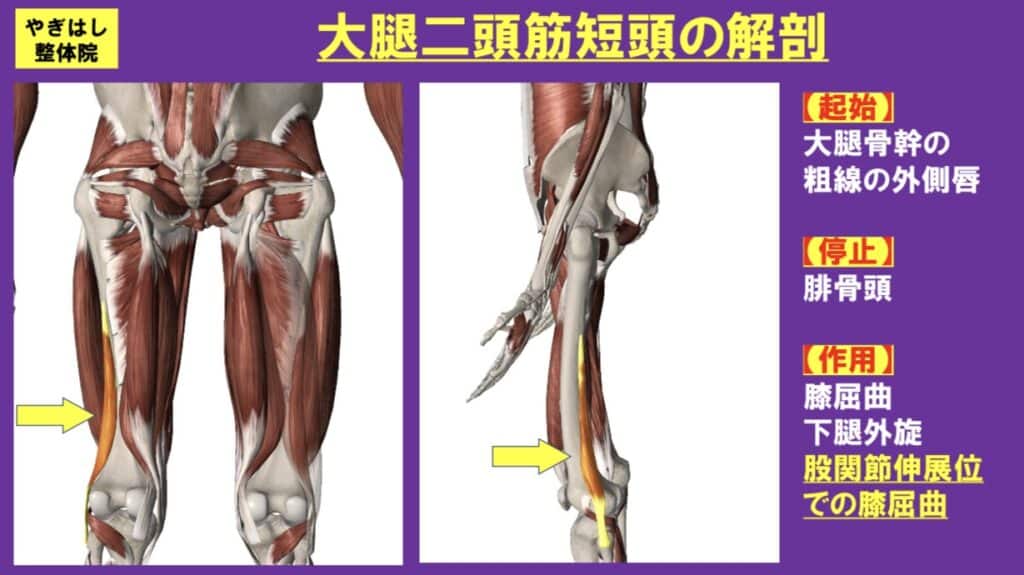 膝の痛み：大腿二頭筋