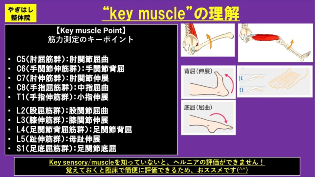 ヘルニアの検査：筋力