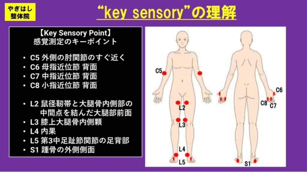ヘルニアの検査：感覚